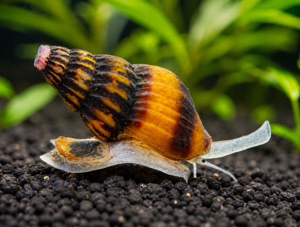 Raubturmdeckelschnecke, Anentome helena