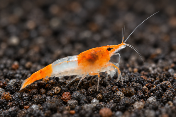 orange Rili Garnele, Neocaridina davidi "orange Rili"