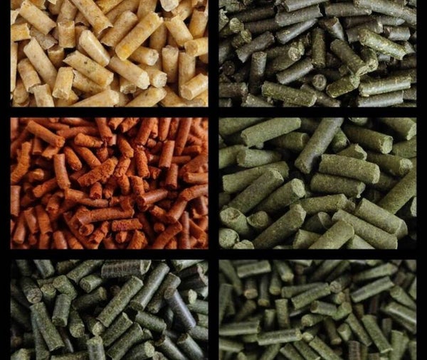 Garnelen Futtersticks – Zufälliger Mix (25 g)