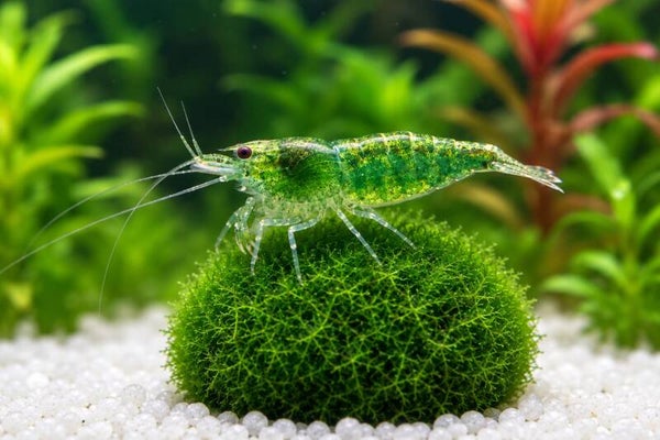 Green Jade Garnele - Neocaridina davidi