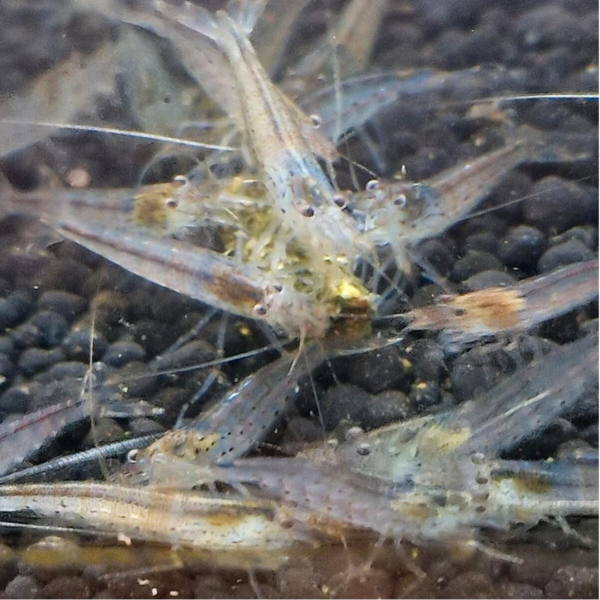 Amano Garnele - Caridina multidentata ca 3cm