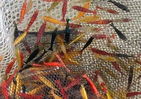 Garnelen MIX Neocaridina david 100 Stück