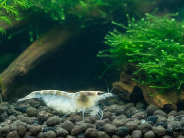White Pearl Garnele - Weißperlengarnele - Neocaridina palmata "White"