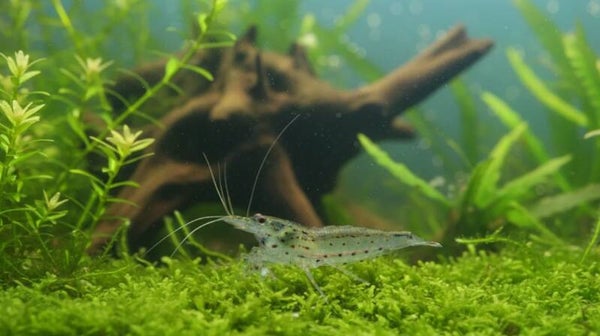 Amanogarnele - Größe XXL - Caridina multidentata