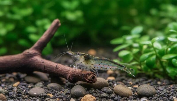 Amanogarnele - Größe „M“ - Caridina multidentata