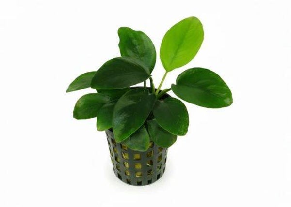 Anubias nana - Zwergspeerblatt mehrtriebig
