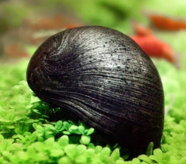 Napfschnecken- Stahlhelmschnecke