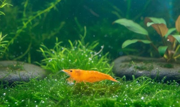 Orange Sakura - Neocaridina davidi