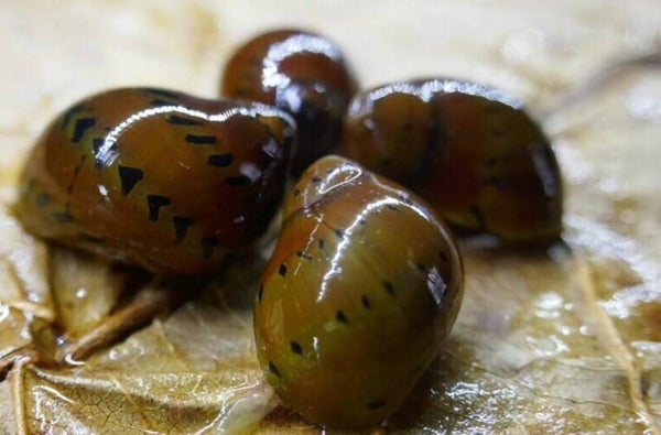 Orange Track Rennschnecke – Neritina sp. – Algenfresser für Süßwasseraquarien
