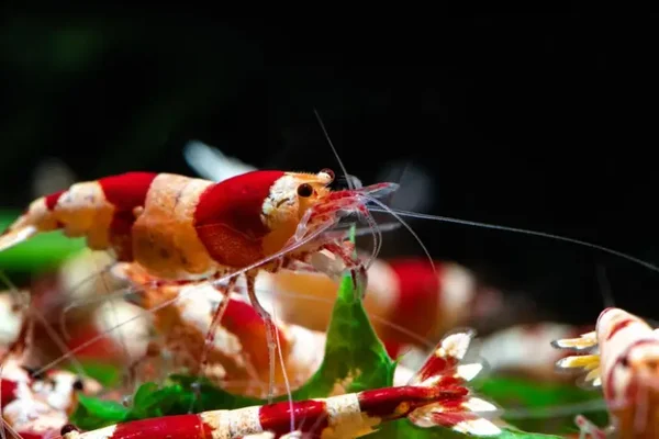 Red Bee Garnele - Caridina logemanni Red Bee