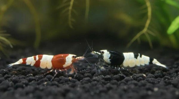 Red Bee / Black Bee Mix 10 St - Caridina