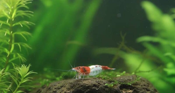 Red Rili Garnele - Neocaridina davidi "Red Rili"