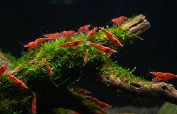 Red Sakura Garnele- Neocardina davidi "Red"