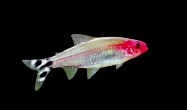 Hemigrammus / rhodostomus Rotkopfsalmler 2 - 2,5 cm