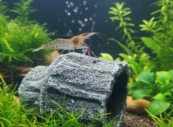 Rotscherengarnele - Macrobrachium peguens - (Planarienfresser)