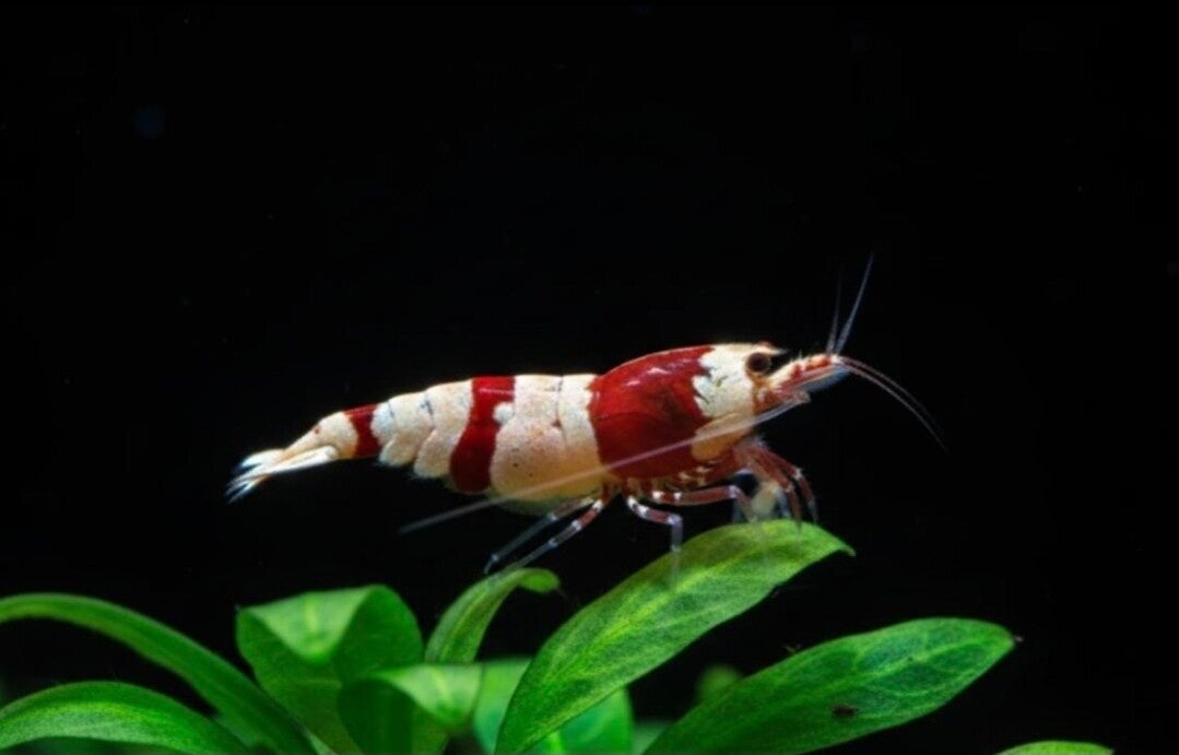 Red Bee Garnele - Caridina logemanni Red Bee