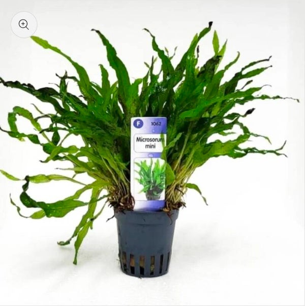 Microsorum mini - kleinwüchsiger Javafarn