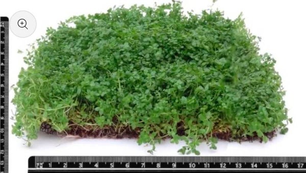 Micranthemum Monte Carlo - Perlenkraut - Epaqmat S 10x15 cm