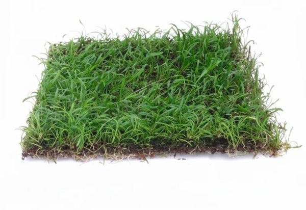 Lilaeopsis novae-zelandiae (Syn.: L. brasiliensis) Epaqmat 10x15 cm