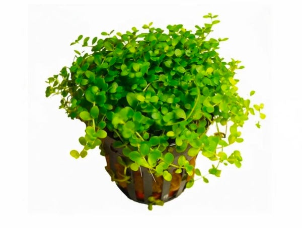 Monte Carlo Perlenkraut – Micranthemum tweediei „Monte Carlo“