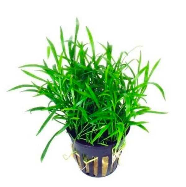Neuseelandgras - Lilaeopsis novae zelandiae