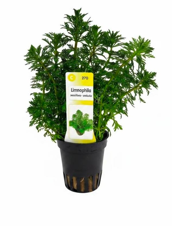 Limnophila sessiliflora – Blütenstielloser Sumpffreund