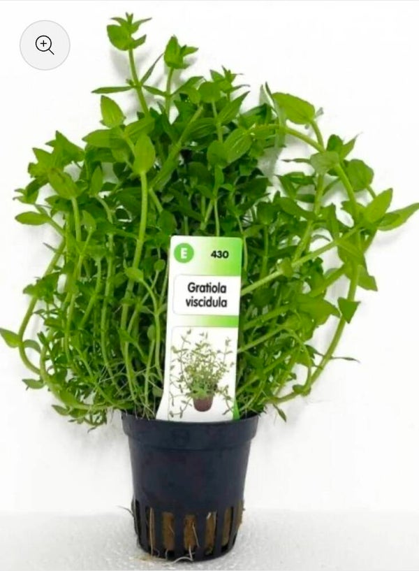 Gratiola viscidula