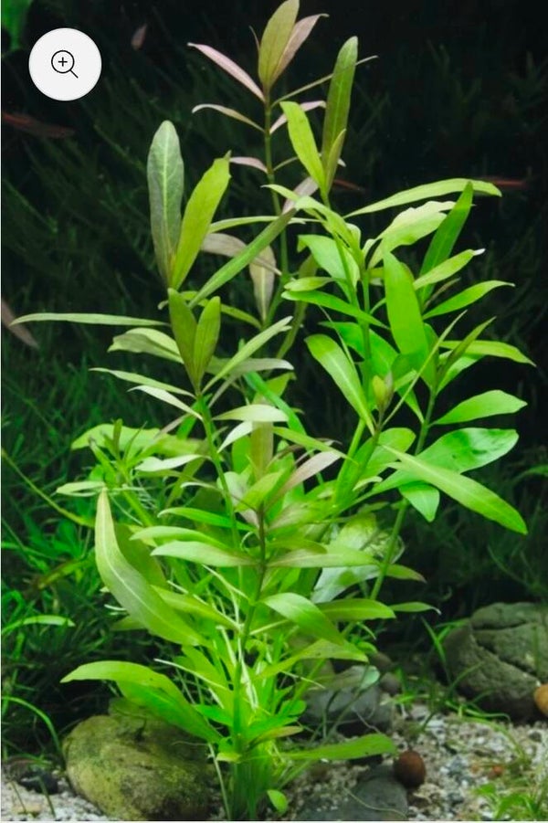 Hygrophila polysperma - Indischer Wasserfreund