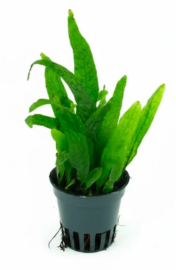 Microsorum mini - kleinwüchsiger Javafarn