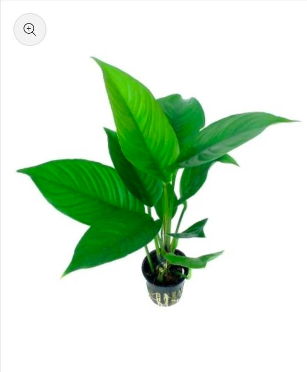 Anubias heterophylla – Verschiedenblättriges Speerblatt