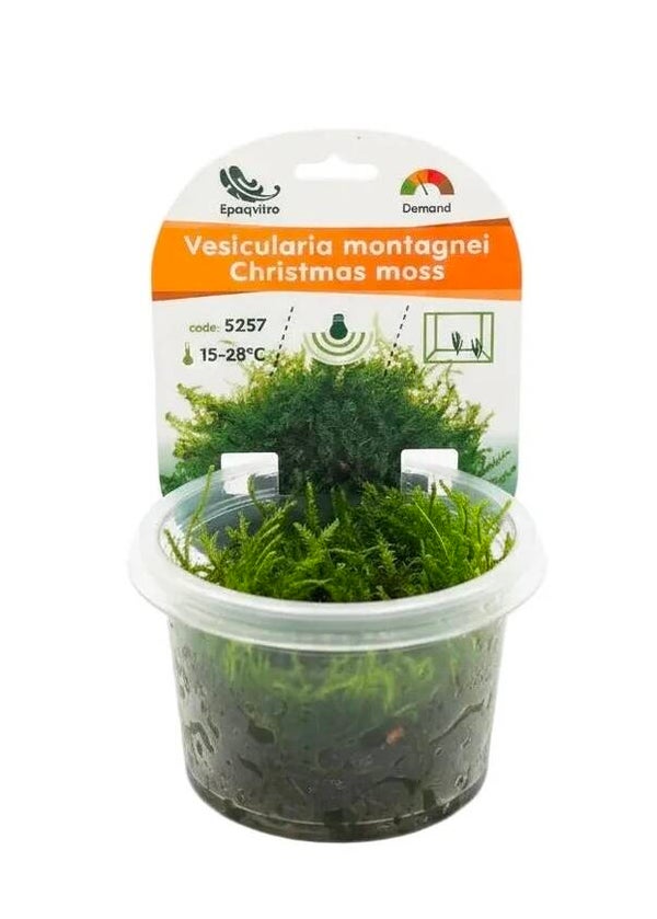 Vesicularia montagnei InVitro Christmas Moos Aquarienpflanze