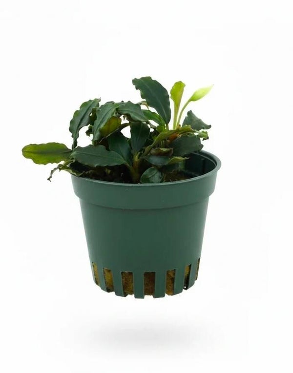 Bucephalandra „Blue Green“