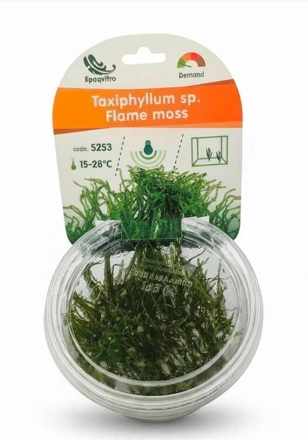 Flammen-Moos Taxiphyllum sp. ´Flame moss´ in vitro Aquarien Aquarium Pflanze