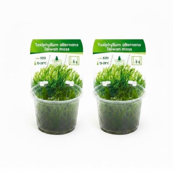 Taiwan Moos – Taxiphyllum alternans 'Taiwan Moss' 2 Stück