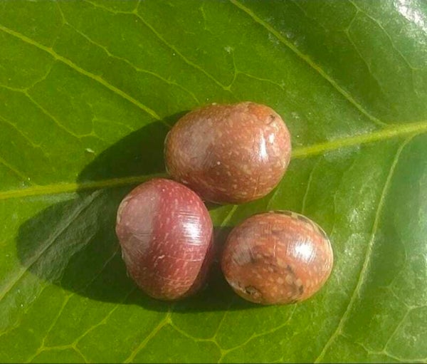 Pink Lady Schnecke - Clithon sowerbianum