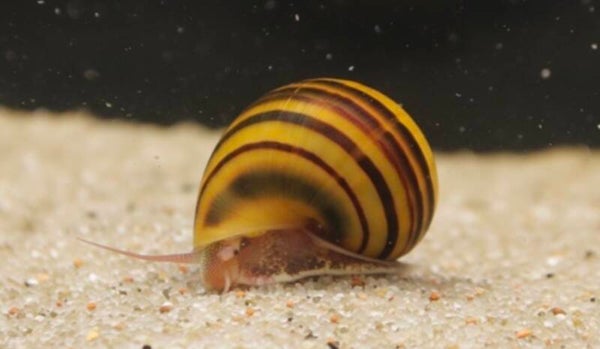 Zebra Apfelschnecke - Asolene spixi