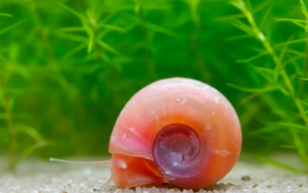 Posthorn Schnecke "Rosapink"