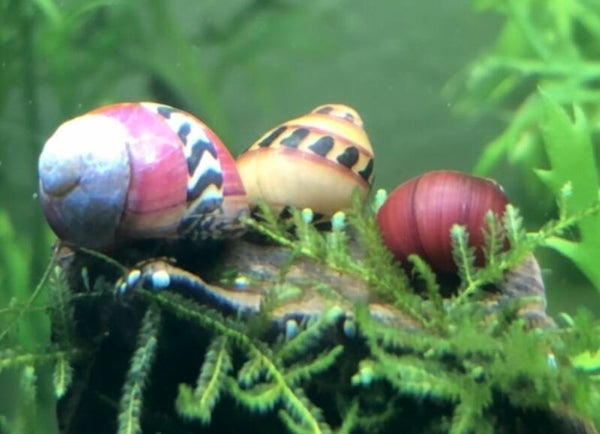Rote Rennschnecke - Neritina (Vittina) waigiensis