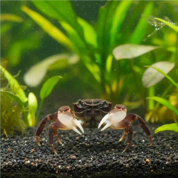 Unterwasserkrabbe "Matano white Claw" - Parathelphusa flavichela