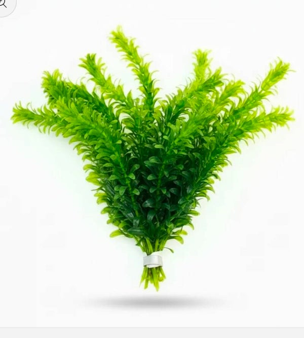 Egeria densa
