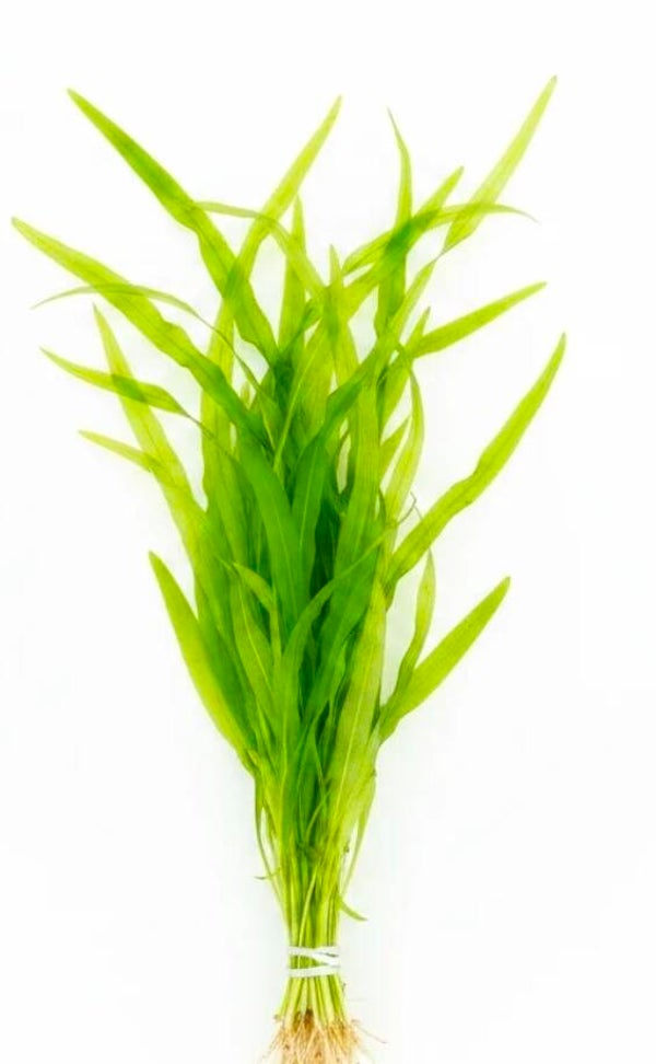 Vallisneria gigantea