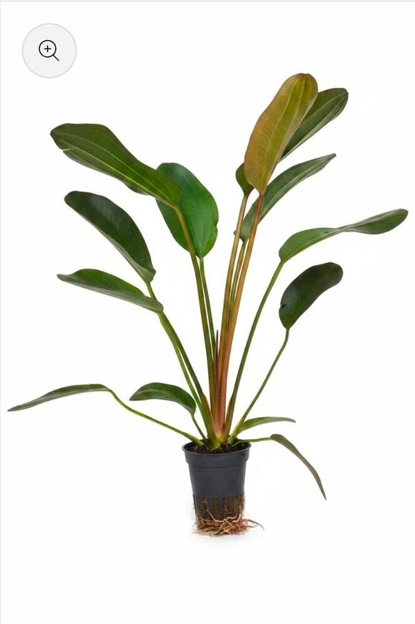 Echinodorus Hot Pepper