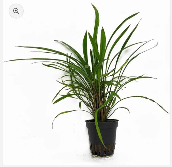 Cryptocoryne pink panther