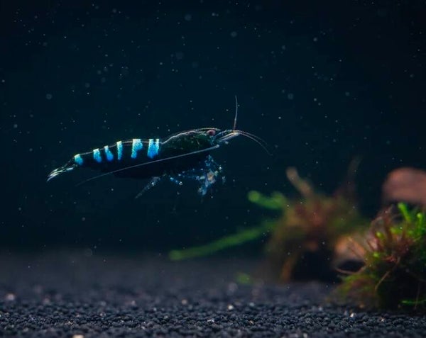 Black Pinto Zebra - Caridina Garnele