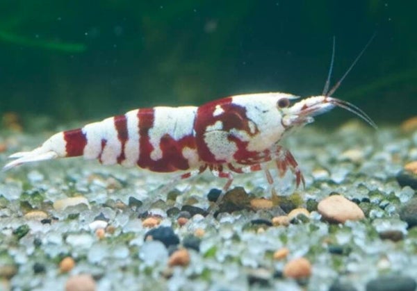 Red Fancy Tigergarnelen