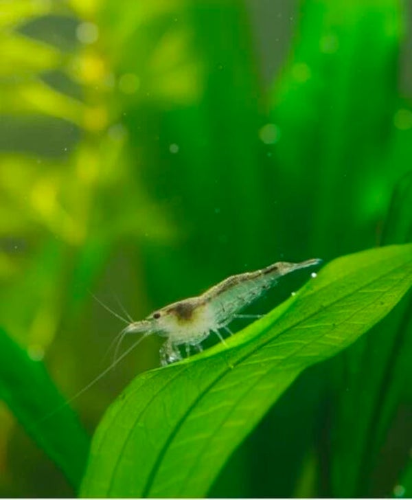 Sulawesi Algengarnele