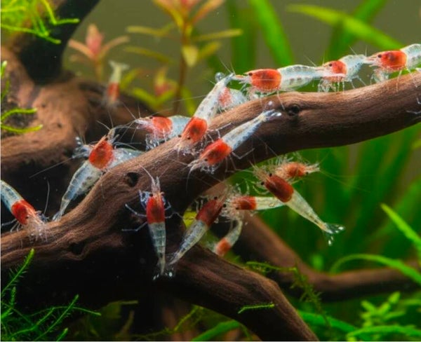 Neocaridina davidi - Zwerggarnele "Red neck"🦐 Neocaridina davidi – Zwerggarnele „Red Neck“