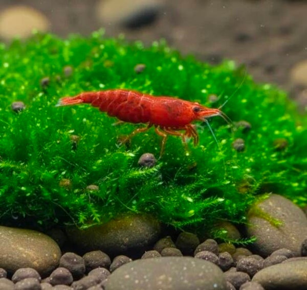 Red Cherry - Garnele Super Rot- Neocaridina