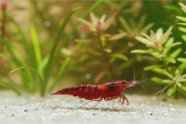 Bloody Mary Garnele - Neocaridina davidi