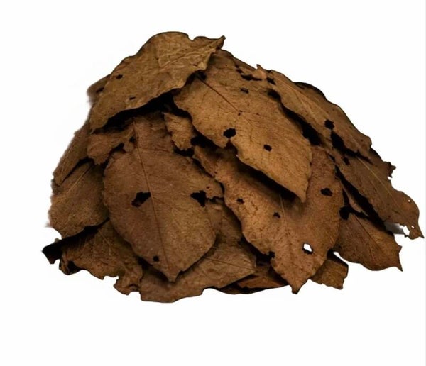 Catappa Blätter- Seemandelbaumblätter B-Grad- !Bruchware! 100 gr.